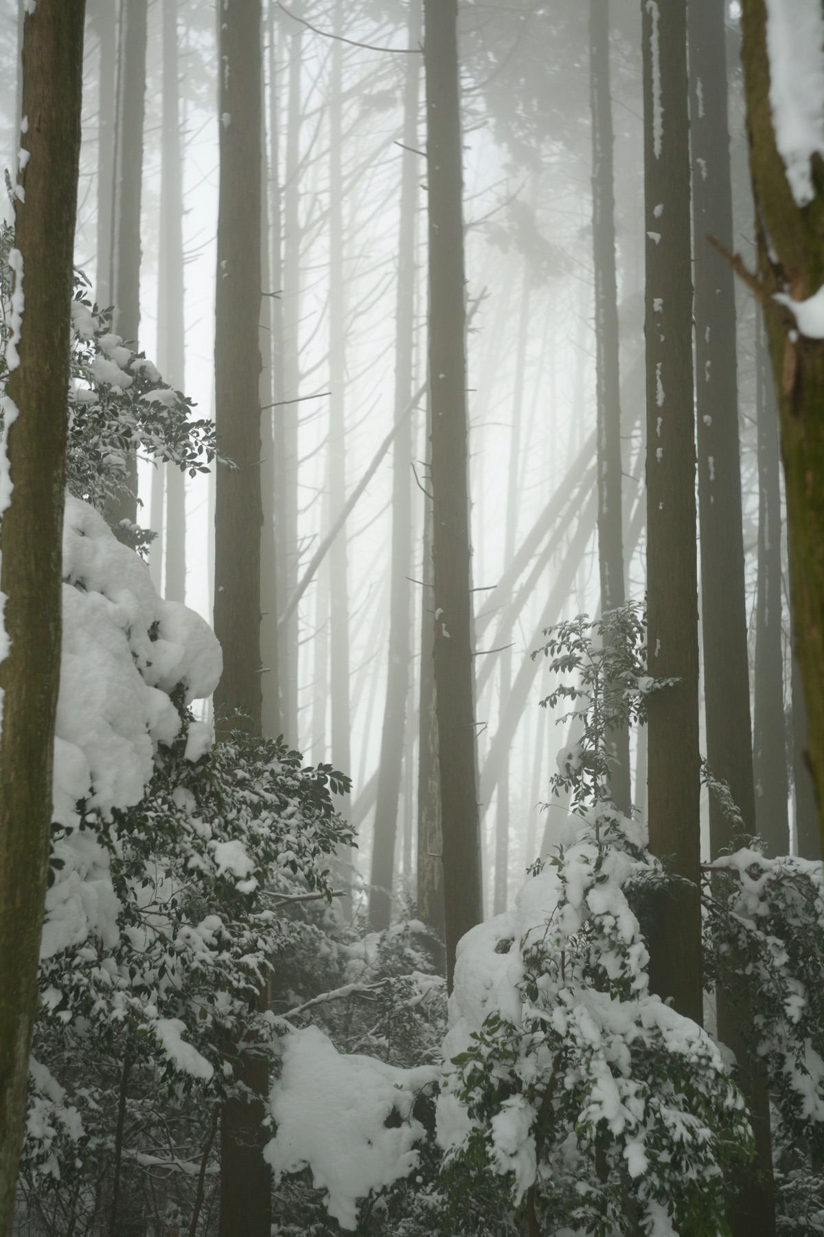 Een stil winterbos in de mist