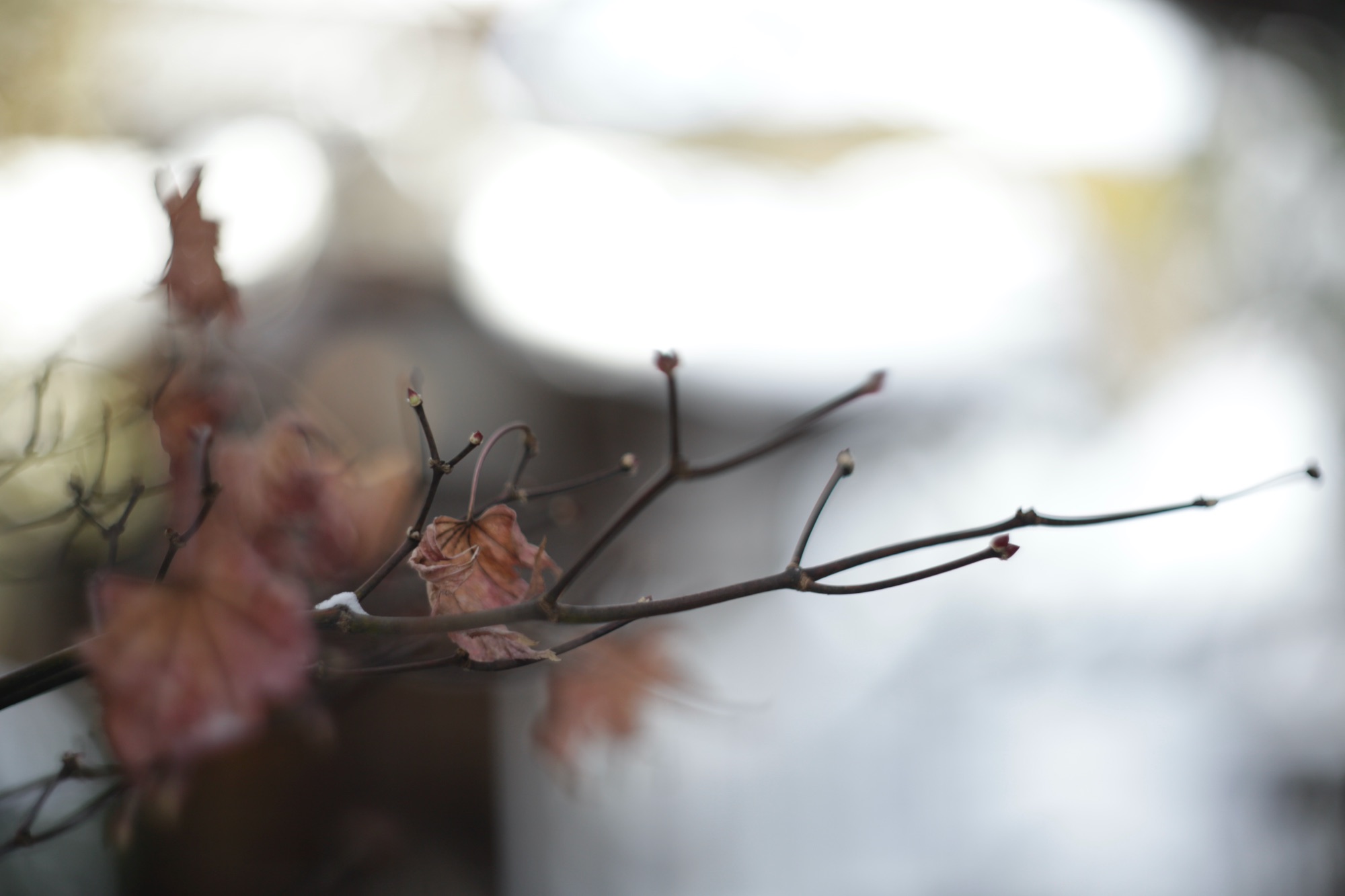 Wintertakken met een laatste blad